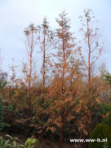 Metasequoia glyptostroboides - Klik op de afbeelding om het venster te sluiten