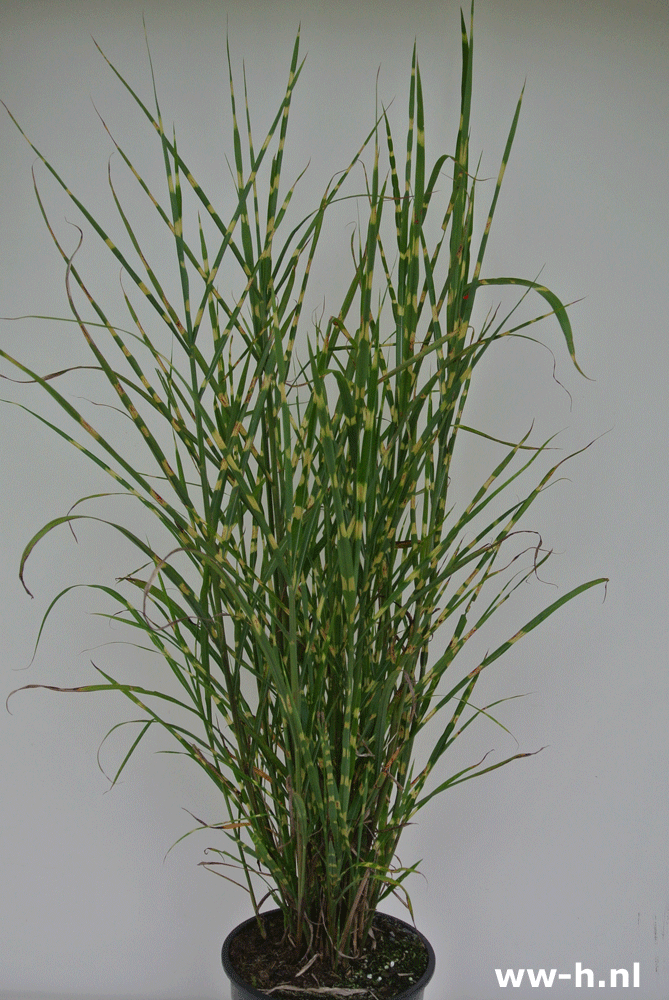 Miscanthus sinensis 'strictus' v.a. 6.99 Miscanthus sinensis 'strictus' v.a. 6.99