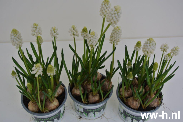 Muscari botryoides 'Album' Witte druifhyacint a 0.20 Muscari botryoides 'Album' Witte druifhyacint a 0.20