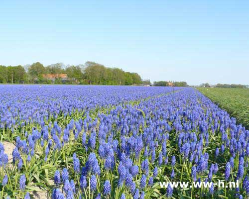 Muscari Blauw druifje 0,10 Muscari Blauw druifje 0,10