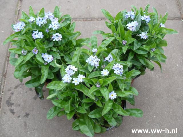 Myosotis sylvatica blauw vergeet-mij-nietje 1,99 : 2 voor 3,00 Myosotis sylvatica blauw vergeet-mij-nietje 1,99 : 2 voor 3,00