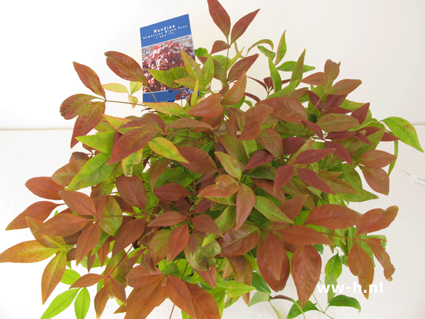 Nandina domestica BLUSH PINK ( 'Aka') 6.99 Nandina domestica BLUSH PINK ( 'Aka') 6.99