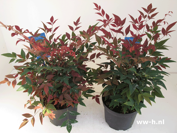 Nandina domestica OBSESSED Seika 6,99 Nandina domestica OBSESSED Seika 6,99