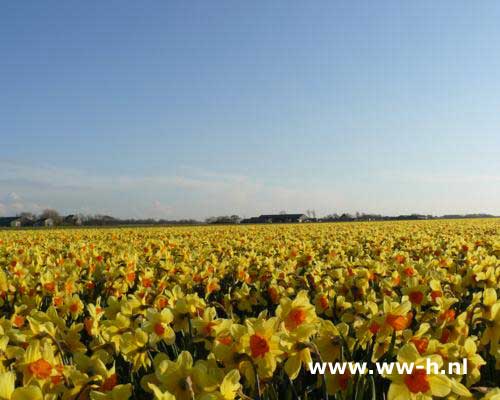 Narcis in soorten 0,20 en 0,25 Narcis in soorten 0,20 en 0,25