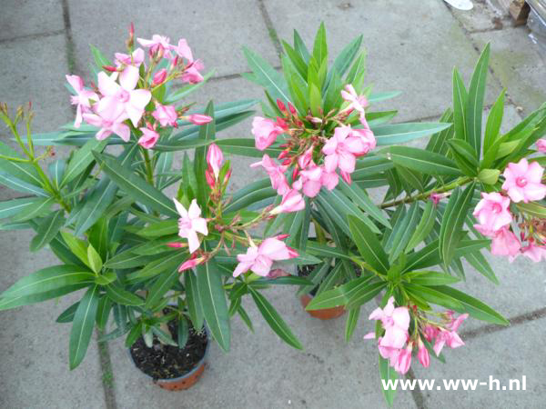 Nerium oleander v.a.4,99 Nerium oleander v.a.4,99