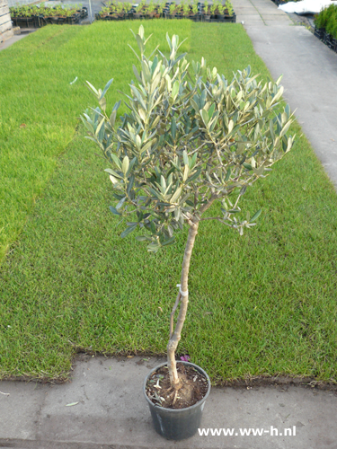 Olea europaeum olijfboom