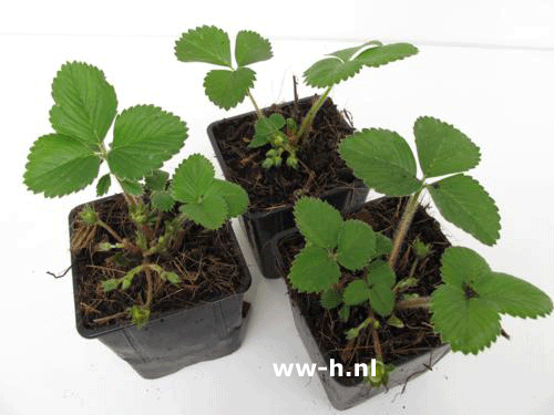 Aardbei Ostara doordragend in pot per stuk 0,99 ; 3 voor 2,50 Aardbei Ostara doordragend in pot per stuk 0,99 ; 3 voor 2,50