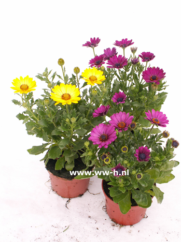 Osteospermum 1,99 : 3 voor 5,00 Osteospermum 1,99 : 3 voor 5,00