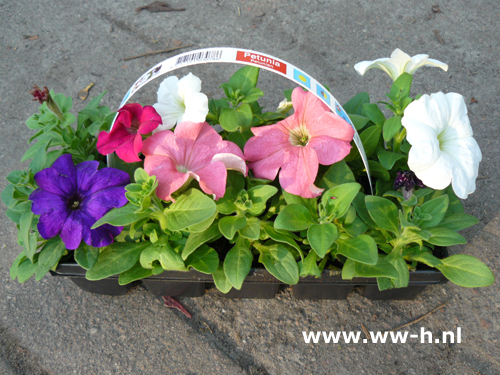 Petunia 10 stuks in tray 1,99 ; 3 voor 5,00 Petunia 10 stuks in tray 1,99 ; 3 voor 5,00