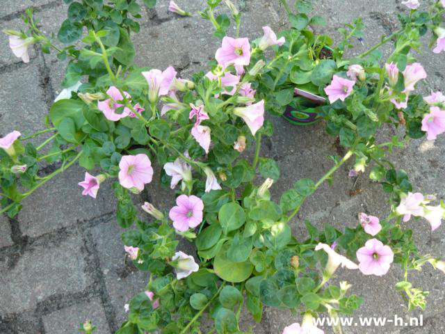 Petunia SURFINA hybrida 1,50 ; 3 voor 3,75 Petunia SURFINA hybrida 1,50 ; 3 voor 3,75