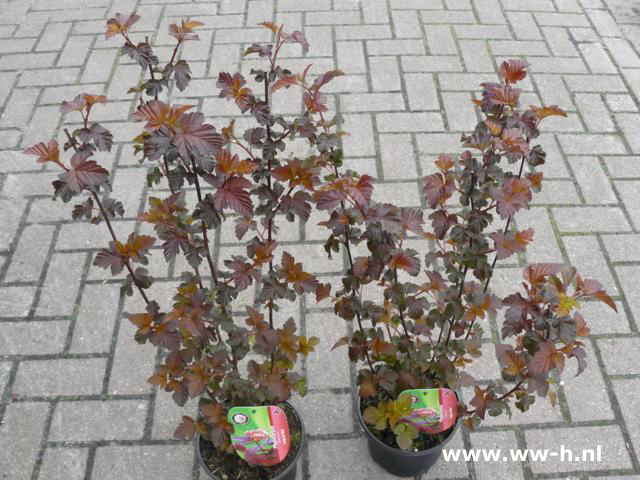 Physocarpus opulifolius LADY IN RED ('Tuilad') v.a. 4.99 Physocarpus opulifolius LADY IN RED ('Tuilad') v.a. 4.99