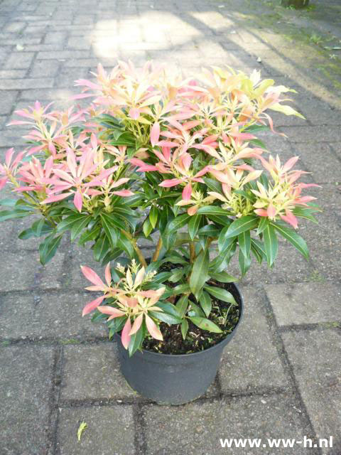 Pieris 'Forest Flame' (syn. P. japonica 'F. Fl.) pot 2L Pieris 'Forest Flame' (syn. P. japonica 'F. Fl.) pot 2L