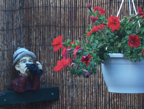 Voor assortiment Hang en Kuipplantjes Voor assortiment Hang en Kuipplantjes