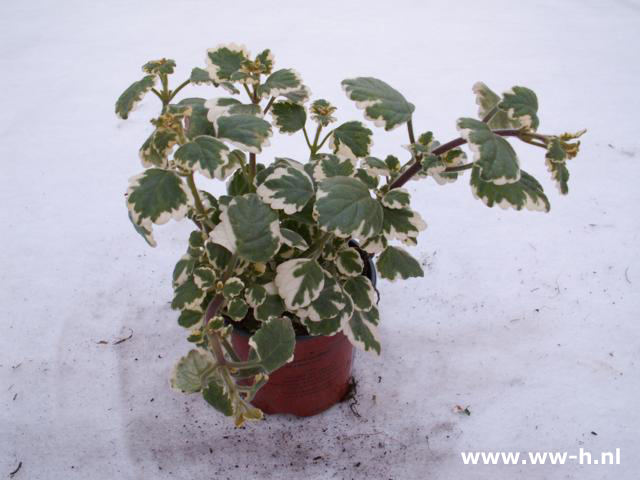 Plectranthus coleoides bont v.a. 1,50 ; 3 voor 3,75 Plectranthus coleoides bont v.a. 1,50 ; 3 voor 3,75