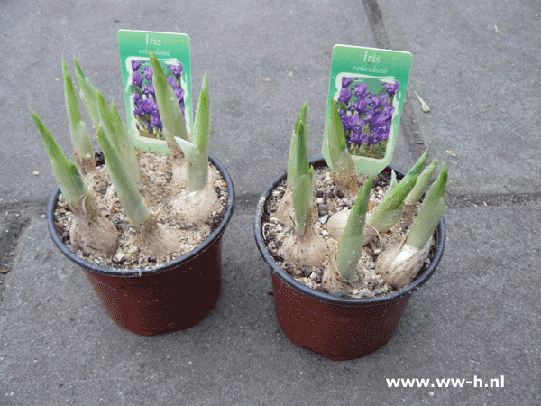 Iris reticulata in potje v.a. 0,99 ; 3 voor 2,50