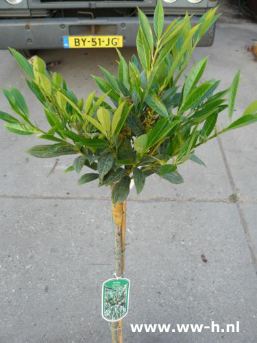 Prunus laurocerasus 'otto Luyken' 14,99 Prunus laurocerasus 'otto Luyken' 14,99