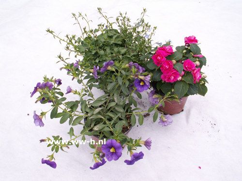 Plantjes voor hangers 1,50 ; 3 voor 3,75 Plantjes voor hangers 1,50 ; 3 voor 3,75