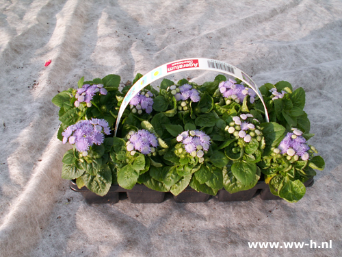 Ageratum 10 stuks in tray 1,99 3 tray 5,00 Ageratum 10 stuks in tray 1,99 3 tray 5,00