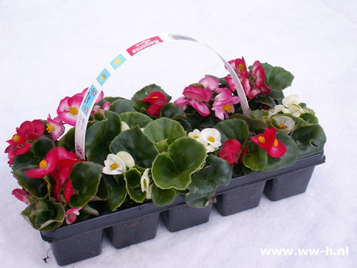 Begonia 10 stuks in tray 1,99 : 3 tray 5,00 Begonia 10 stuks in tray 1,99 : 3 tray 5,00