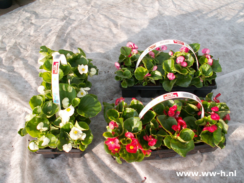 Begonia semperflorens 10 stuks in tray 1.99 :3 tray 5,00 Begonia semperflorens 10 stuks in tray 1.99 :3 tray 5,00
