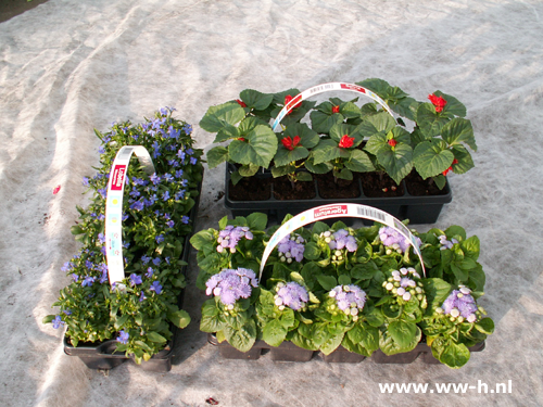 Perkplantjes 10 stuks in tray 1,99 ; 3 voor 5,00 Perkplantjes 10 stuks in tray 1,99 ; 3 voor 5,00