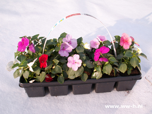 Vlijtige lies 10 stuks in tray 1,99 : 3 tray 5,00 Vlijtige lies 10 stuks in tray 1,99 : 3 tray 5,00