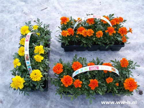Tagetes patula nana 10 stuks tray 1,99 ; 3 voor 5,00 Tagetes patula nana 10 stuks tray 1,99 ; 3 voor 5,00