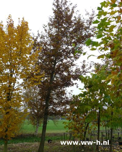 Quercus robur Eik Quercus robur Eik