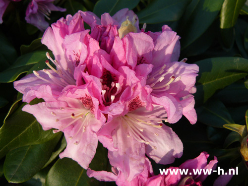 Rhododendron (Caucasicum Group) 'Cheer' 8.99 Rhododendron (Caucasicum Group) 'Cheer' 8.99