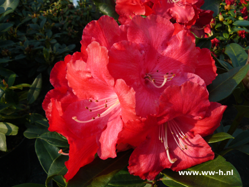Rhodondendron 'Halfdan Lem' v.a. 8,99 Rhodondendron 'Halfdan Lem' v.a. 8,99