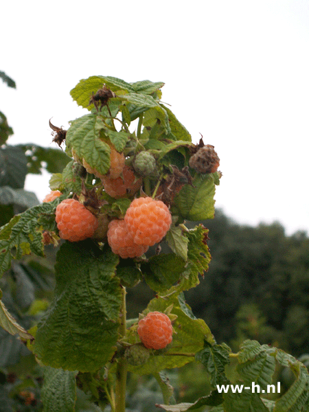 Rubus idaeus 'Fallgold' - Klik op de afbeelding om het venster te sluiten