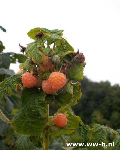 Framboos Rubus idaeus 'Fallgold' v.a. 1,00 - Klik op de afbeelding om het venster te sluiten