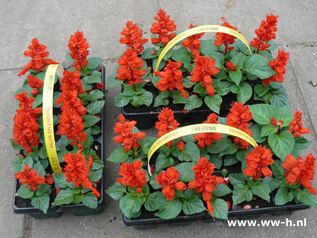 Salvia splendens rood Vuursalie 10 in tray 1.99 ; 3 voor 5.00 Salvia splendens rood Vuursalie 10 in tray 1.99 ; 3 voor 5.00