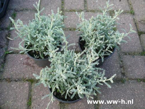 Santolina chamaecyparissus Heiligenbloem 2,99 Santolina chamaecyparissus Heiligenbloem 2,99