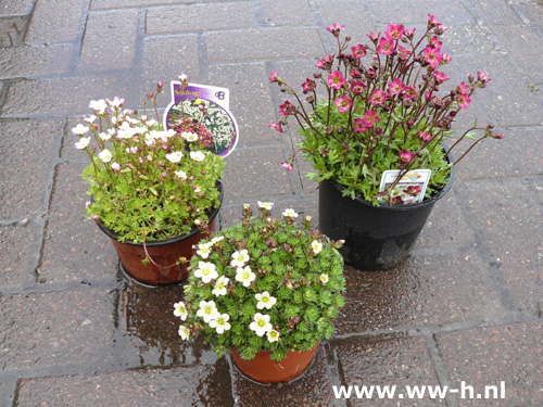 Saxifraga Arendsii Group Steenbreek 1,99 ; 2 voor 3,00 Saxifraga Arendsii Group Steenbreek 1,99 ; 2 voor 3,00