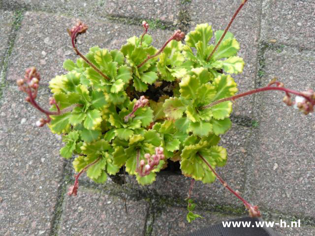 Saxifraga urbium 'Variegata' 1,25 Saxifraga urbium 'Variegata' 1,25