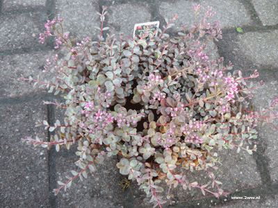 Schaal Sedum sieboldii 1.99 2 voor 3,00 Schaal Sedum sieboldii 1.99 2 voor 3,00