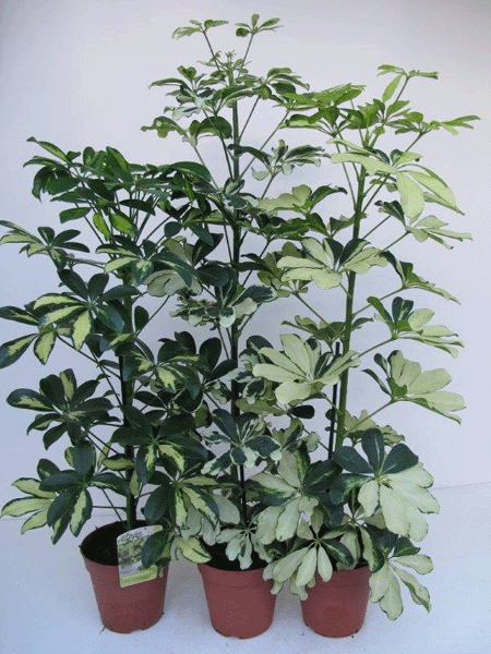 Schefflera arboricola Vingersboom
