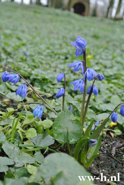 Scilla sibirica Oosterse Sterhyacinth 0.10 Scilla sibirica Oosterse Sterhyacinth 0.10