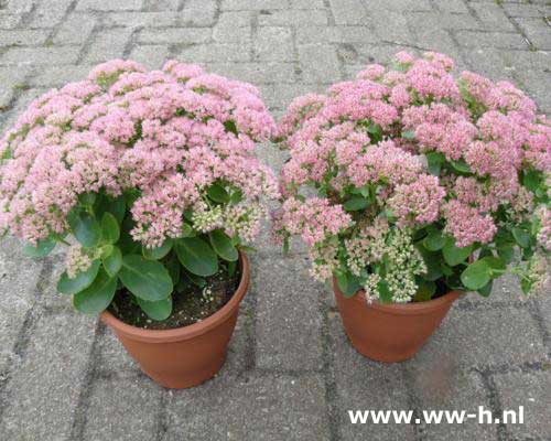 Sedum 2.99 Sedum 2.99