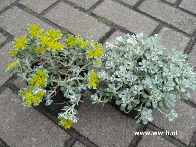 Sedum Cappa Blanca 1.50 Sedum Cappa Blanca 1.50