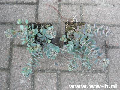 Sedum cauticola 'Lidakense' 1.50 Sedum cauticola 'Lidakense' 1.50