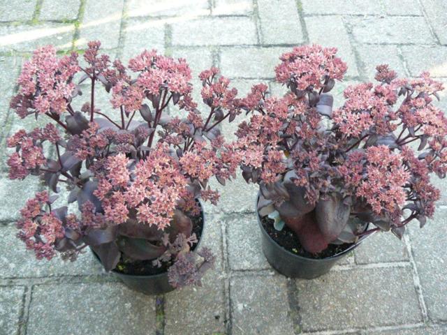 Sedum rood 2,99 Sedum rood 2,99