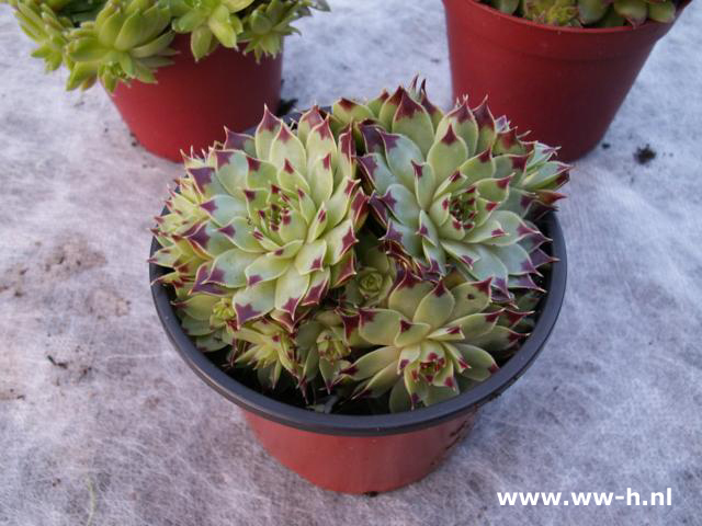 Sempervivum Huislook v.a.0,99 ; 3 voor 2,50 Sempervivum Huislook v.a.0,99 ; 3 voor 2,50