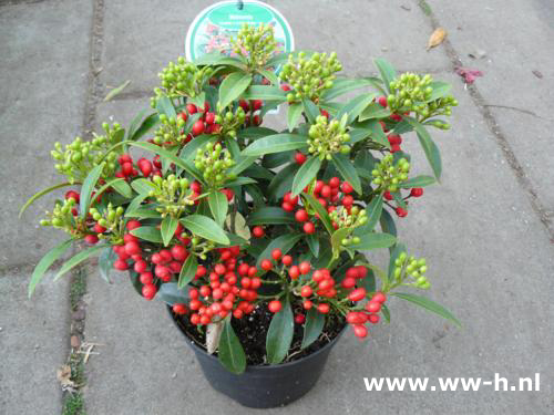 Skimmia rev. Godrie's Little Ruby' Nieuw 8,99 Skimmia rev. Godrie's Little Ruby' Nieuw 8,99