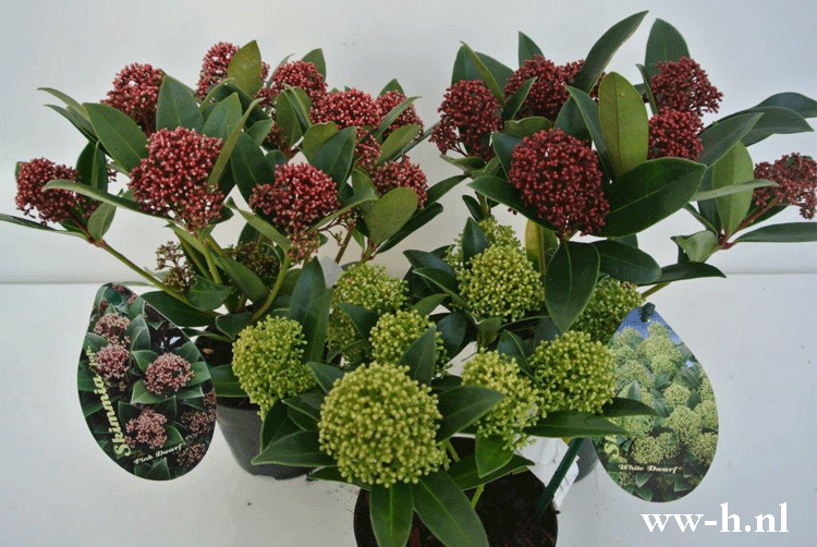 Skimmia Pink , White of Red dwarf klein 2,99 Skimmia Pink , White of Red dwarf klein 2,99