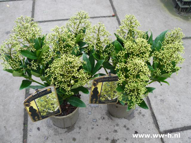 Skimmia Thereza' Skimmia Thereza'