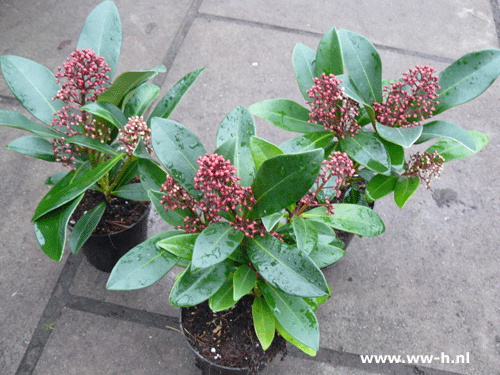 Skimmia 1 bloem in klein potje 1,99 Skimmia 1 bloem in klein potje 1,99