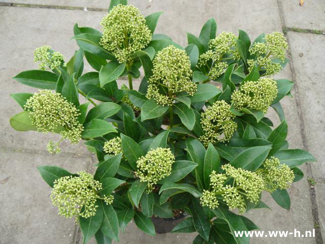 Skimmia japonica 'Fragrant Cloud'pot 2 L. pot 6,99 Skimmia japonica 'Fragrant Cloud'pot 2 L. pot 6,99