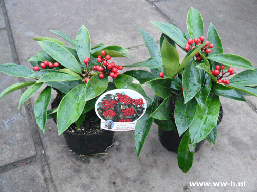 Skimmia met bes klein 2.99 Skimmia met bes klein 2.99
